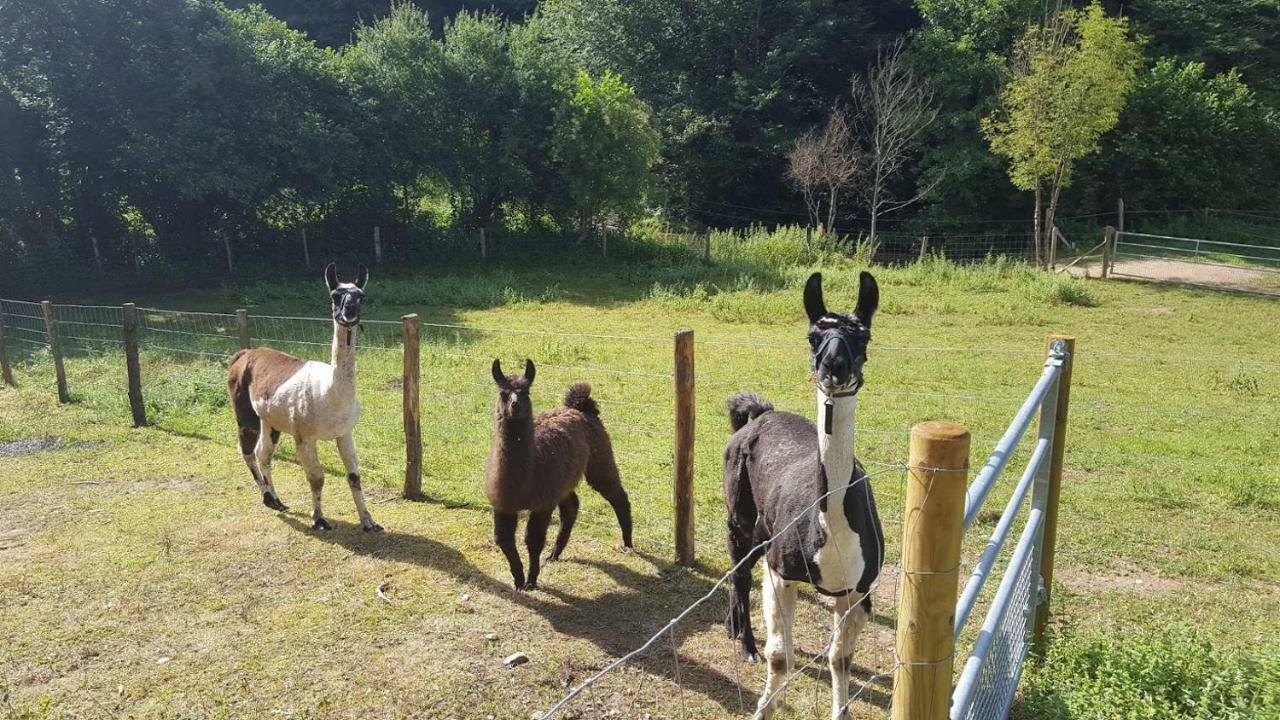 La Ferme Des Andes - Gite L'Atelier Quins Eksteriør bilde