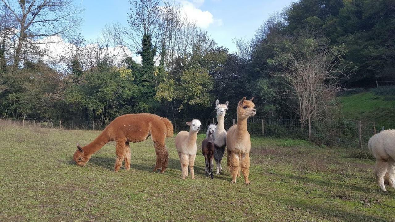 La Ferme Des Andes - Gite L'Atelier Quins Eksteriør bilde