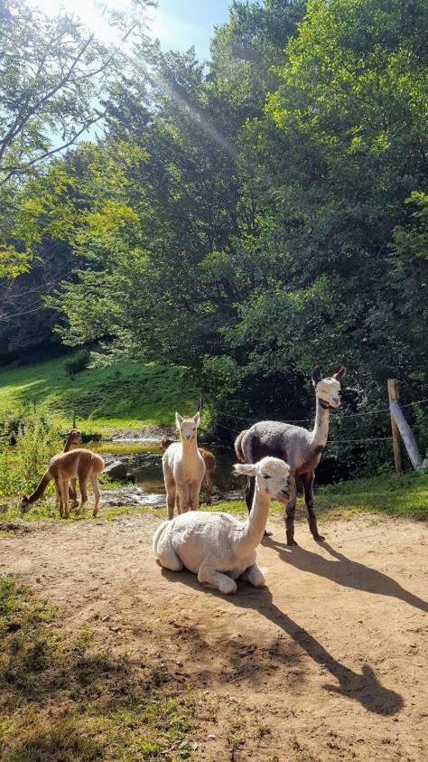 La Ferme Des Andes - Gite L'Atelier Quins Eksteriør bilde